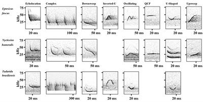 The In-Flight Social Calls of Insectivorous Bats: Species Specific Behaviors and Contexts of Social Call Production